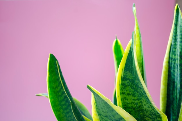 Pflanzen Sie sansevieria nah oben auf dem rosa Hintergrund