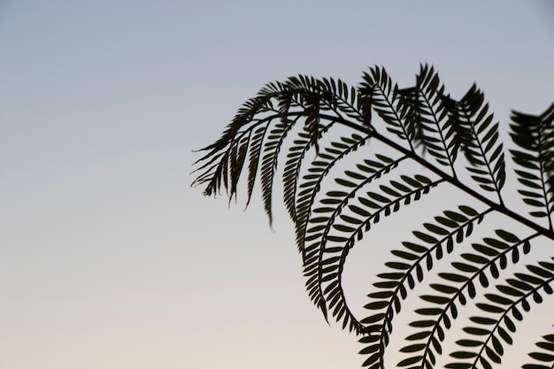 Pflanzen Sie Schatten auf den bunten Himmel, Hintergrund und Textur des Sonnenuntergangs