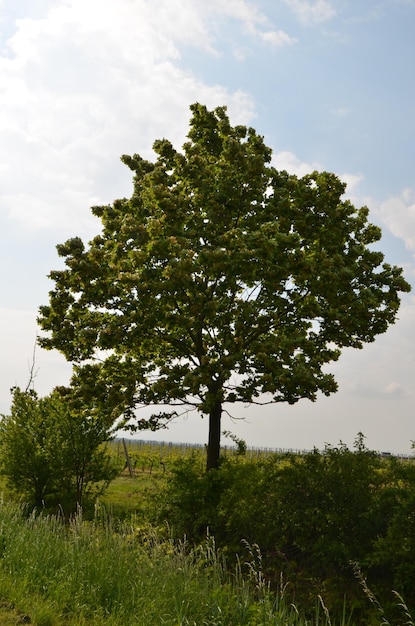 Foto pflanzen und bäume, die in der landschaft wachsen