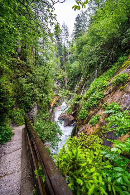 Pflanzen und Bäume nach Bächen im Wald