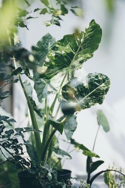 Pflanzen und Blumen in der Gartenzone im Café-Café Außendekoration mit botanischen Pflanzen und kleinem Baumdesign für den Sommer über Naturentspannung