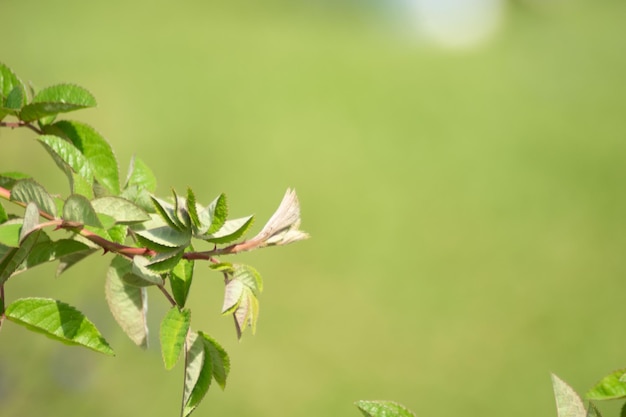 Pflanzen und Blumen in Kolumbien