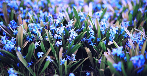 Pflanzen und Blumen Makro Detail der Blütenblätter und Blätter bei Sonnenuntergang Natürlicher Naturhintergrund