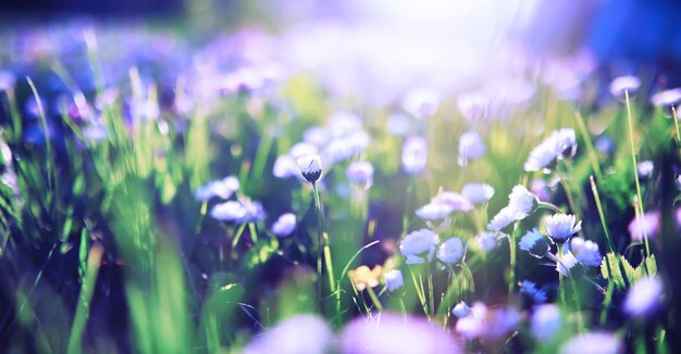 Pflanzen und Blumen Makro Detail der Blütenblätter und Blätter bei Sonnenuntergang Natürlicher Naturhintergrund