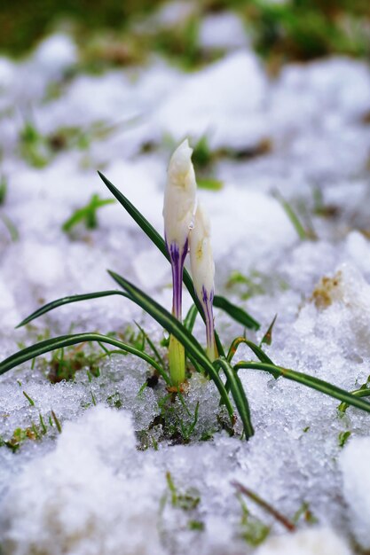 Foto pflanzen und blumen makro detail der blütenblätter und blätter bei sonnenuntergang natürlicher naturhintergrund