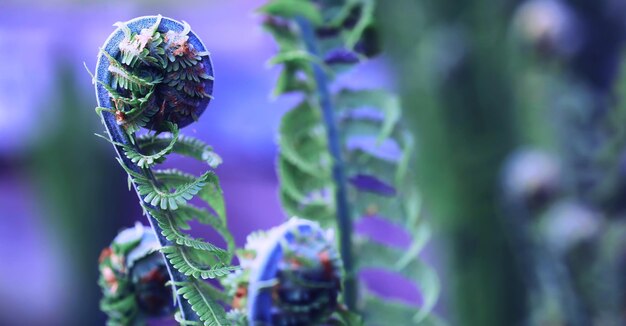 Pflanzen und Blumen Makro Detail der Blütenblätter und Blätter bei Sonnenuntergang Natürlicher Naturhintergrund