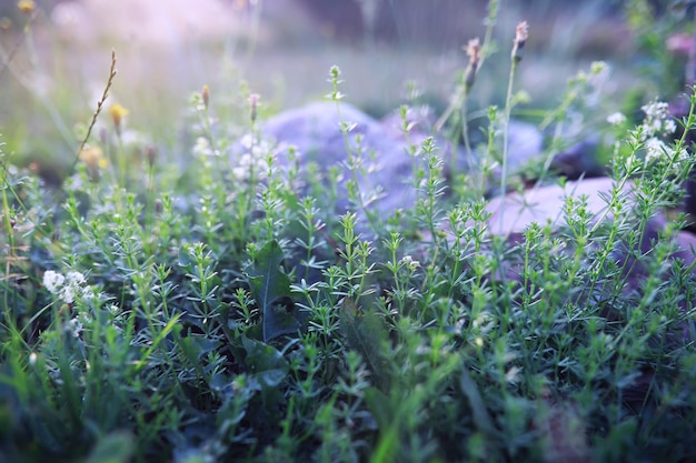 Pflanzen und Blumen Makro Detail der Blütenblätter und Blätter bei Sonnenuntergang Natürlicher Naturhintergrund