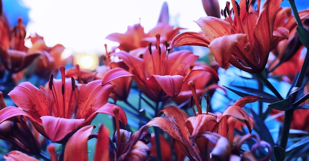 Pflanzen und Blumen Makro Detail der Blütenblätter und Blätter bei Sonnenuntergang Natürlicher Naturhintergrund