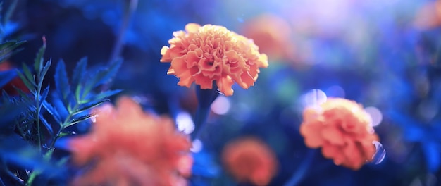 Pflanzen und Blumen Makro Detail der Blütenblätter und Blätter bei Sonnenuntergang Natürlicher Naturhintergrund