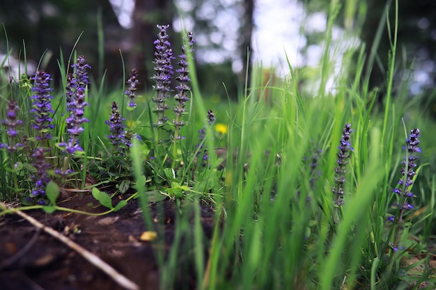 Pflanzen und Blumen Makro Detail der Blütenblätter und Blätter bei Sonnenuntergang Natürlicher Naturhintergrund