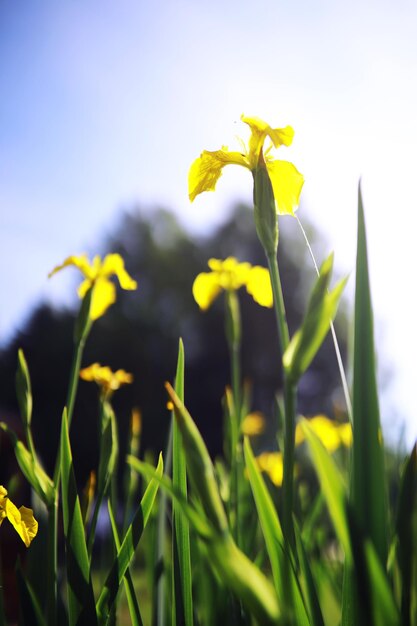 Pflanzen und Blumen Makro Detail der Blütenblätter und Blätter bei Sonnenuntergang Natürlicher Naturhintergrund