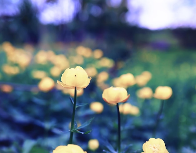 Pflanzen und Blumen Makro Detail der Blütenblätter und Blätter bei Sonnenuntergang Natürlicher Naturhintergrund