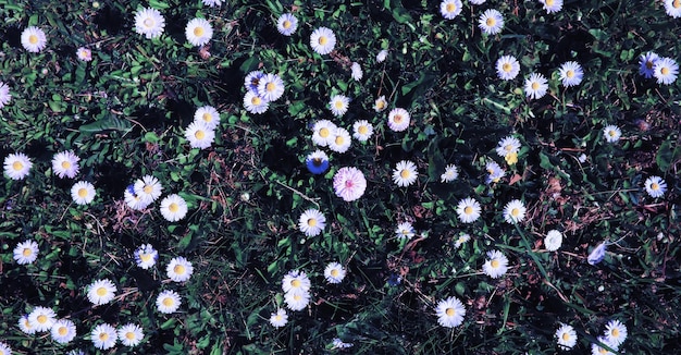 Pflanzen und Blumen Makro Detail der Blütenblätter und Blätter bei Sonnenuntergang Natürlicher Naturhintergrund