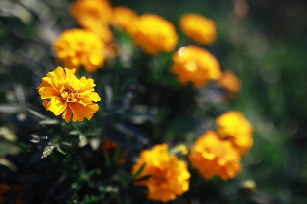 Pflanzen und Blumen Makro Detail der Blütenblätter und Blätter bei Sonnenuntergang Natürlicher Naturhintergrund