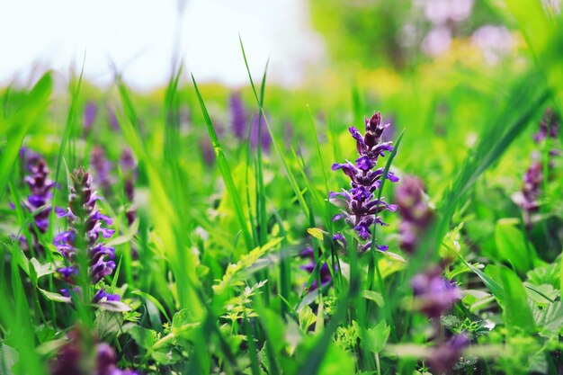 Pflanzen und Blumen Makro Detail der Blütenblätter und Blätter bei Sonnenuntergang Natürlicher Naturhintergrund