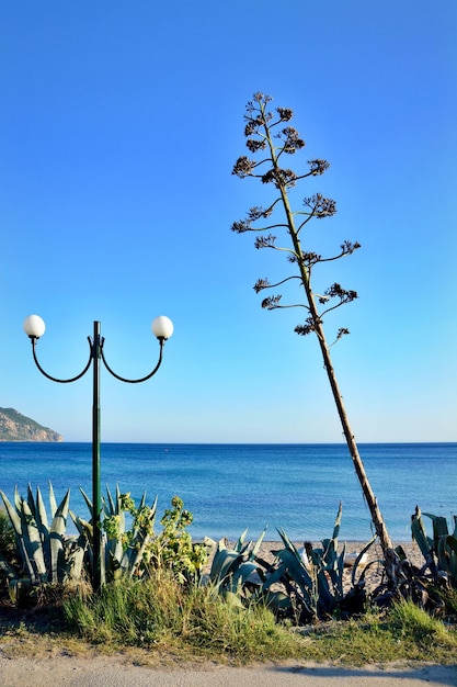 Foto pflanzen und straßenlampe am meer gegen den klaren blauen himmel