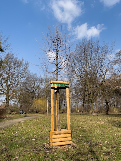 Pflanzen von Bäumen im öffentlichen Stadtpark im Frühling Konzept der Ökologie und Landschaftsgestaltung des Territoriums