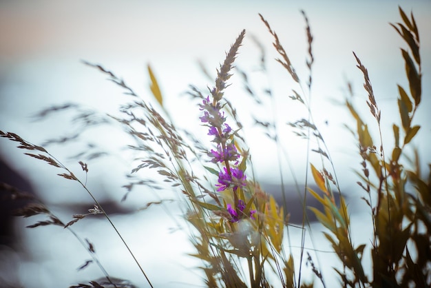 Pflanzen von Blumen bei Sonnenuntergang