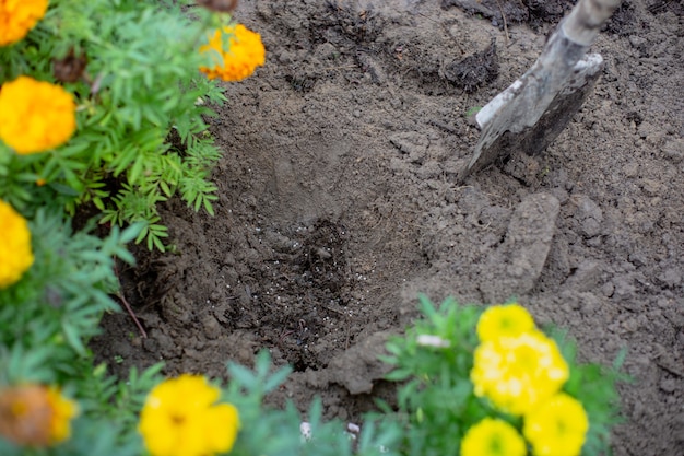 Pflanzen von Blumen durch den Bauern im Gartenbeet des Landhauses. Garten Saisonarbeitskonzept