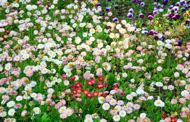 Pflanzen von Gänseblümchen mit Blumen (Frühlingshintergrund)