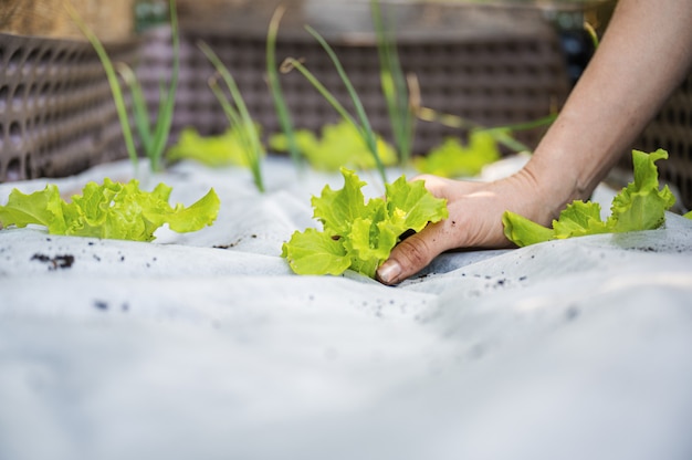 Pflanzen von grünen Frühlingssalatsämlingen in einem Garten, der mit weißem Gartennetz geschützt ist.