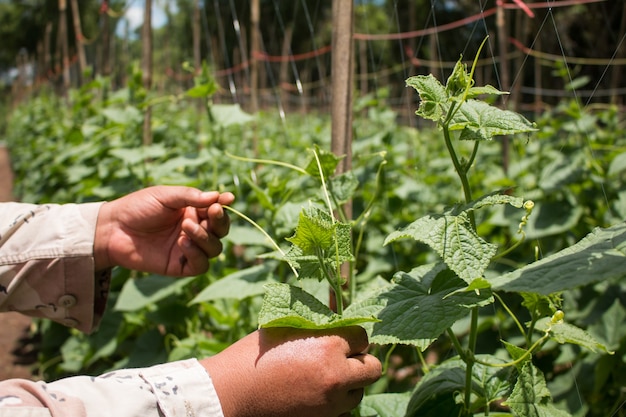 Pflanzen von Gurken in einer Farm. Landwirtschaft und Garten