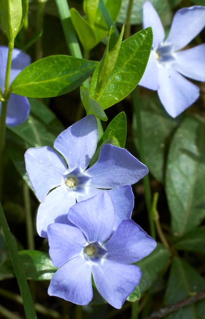 Pflanzen von Immergrün mit Blumen