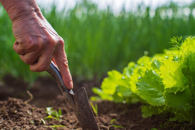 Pflanzen von Pflanzen auf einem Gemüsebeet im Garten Bebautes Land aus nächster Nähe Gartenkonzept Landwirtschaftliche Pflanzen, die in der Bettreihe wachsen