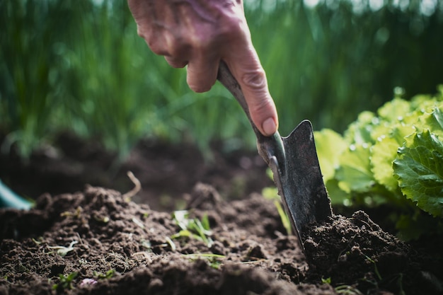 Pflanzen von Pflanzen auf einem Gemüsebeet im Garten Bebautes Land aus nächster Nähe Gartenkonzept Landwirtschaftliche Pflanzen, die in der Bettreihe wachsen