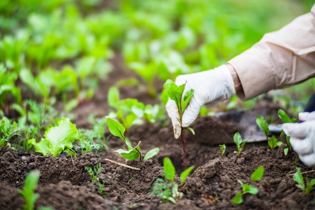 Pflanzen von Pflanzen auf einem Gemüsebeet im Garten Bebautes Land aus nächster Nähe Gartenkonzept Landwirtschaftliche Pflanzen, die in der Bettreihe wachsen