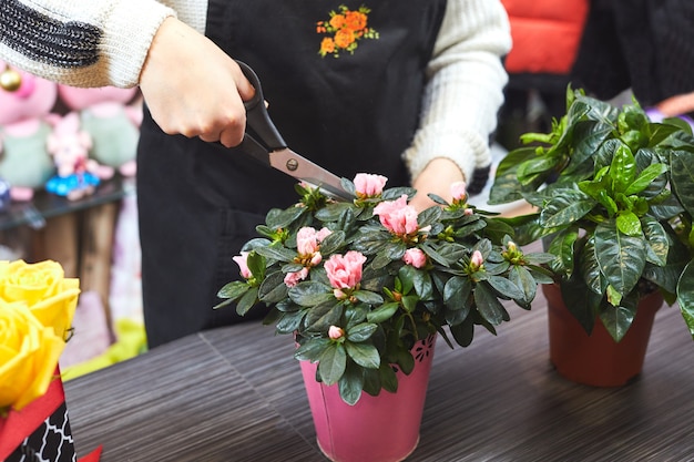 Pflanzen von Zierpflanzen im Blumenladen. Hände eines Floristen mit einer Schere, die sich um eine Blume kümmert.