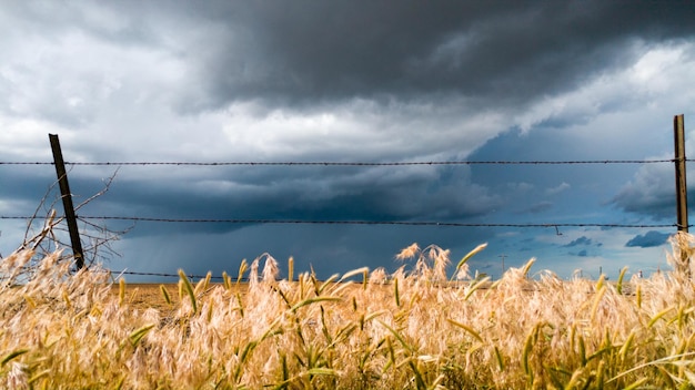 Pflanzen wachsen auf dem Feld gegen den Himmel