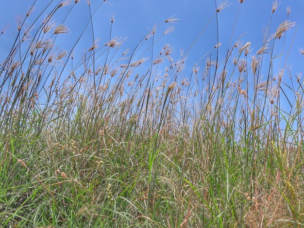 Pflanzen wachsen auf dem Feld vor blauem Himmel