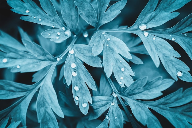 Pflanzenblätter mit Perlen auf Tautropfen in floralen Hintergründen des Nachtfeengartens