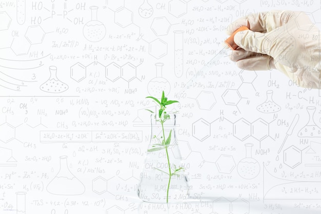 Pflanzenexperimente auf weißem HintergrundWissenschaftsexperiment Pflanzenwissenschaft