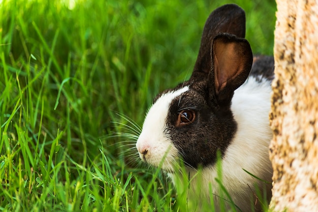 Pflanzenfresser Tiere Kaninchen Eichhörnchen Pferde Antilopen