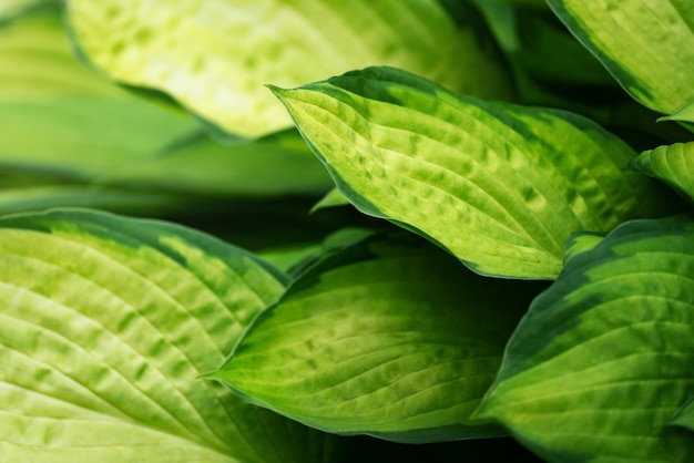 Pflanzenhintergrund aus Immergrünblättern und Wirten auf einem Blumenbeet ohne Blumen