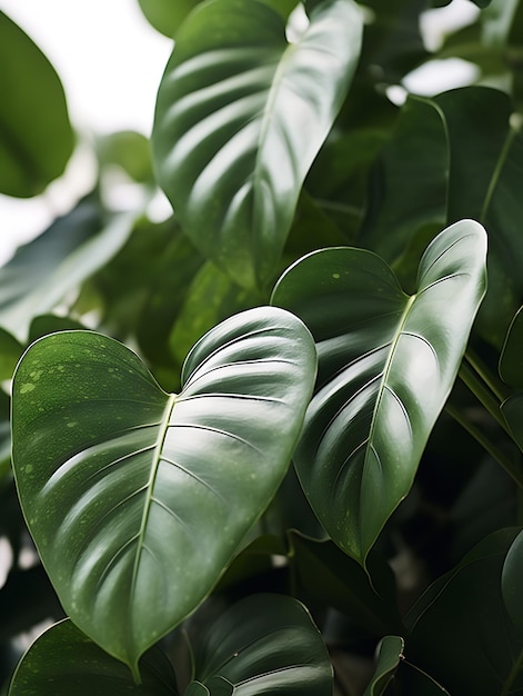 Pflanzenhintergrund Monstera und Ficus