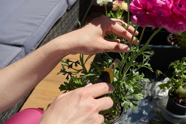 Pflanzenpflege Gießen Beschneiden Balkonblumen züchten Gartenarbeit