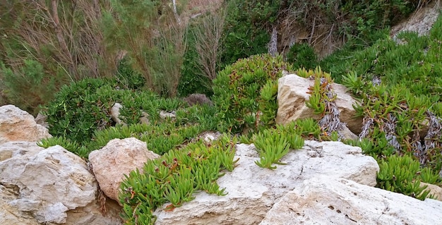 Pflanzenteppich Carpobrotus Edulis, der auf den Felsen wächst