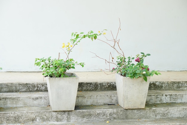 Pflanzentöpfe neben der Wand aufgestellt