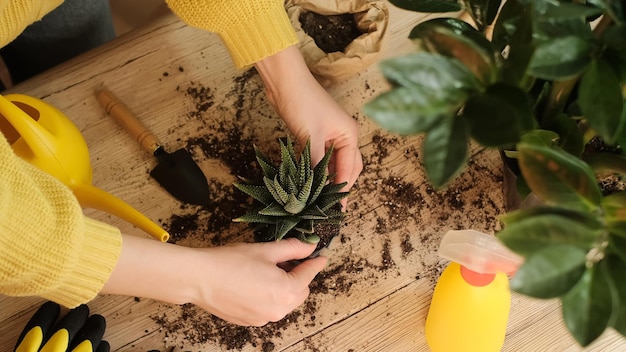 Pflanzenübertragung in einen anderen Topf, Nahaufnahme eines Gärtners, der eine Blume in der Hand hält, einen Spross