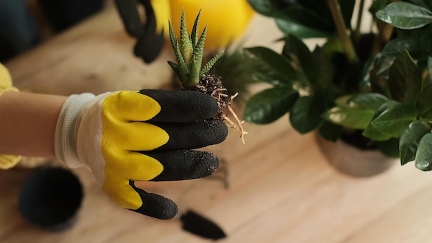 Pflanzenübertragung in einen anderen Topf, Nahaufnahme eines Gärtners, der eine Blume in der Hand hält