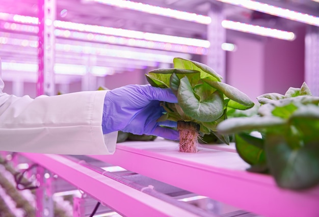 Pflanzenwissenschaftler mit Salat am Hydrokulturtisch