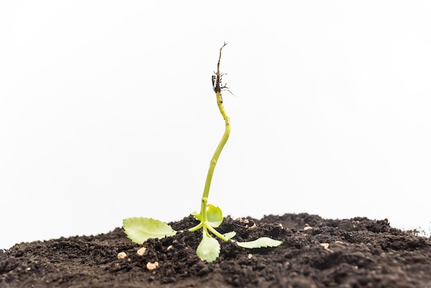 Pflanzenwurzel auf den Kopf gestellt Gartenkonzept Tag der Erde weißer Hintergrund