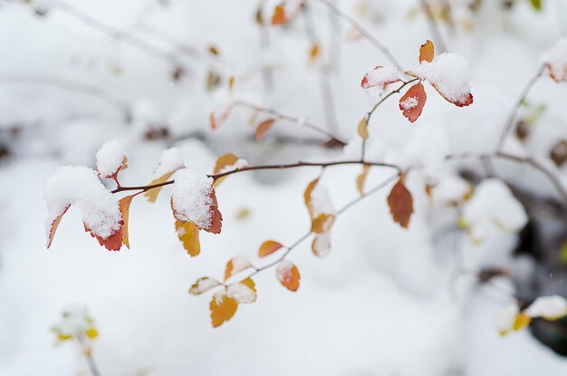 Pflanzenzweig unter dem Makrobild des natürlichen Winterhintergrundes des Schnees