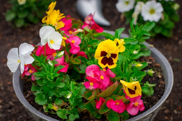 Pflanzer mit gelben Stiefmütterchen und anderen Blumen.