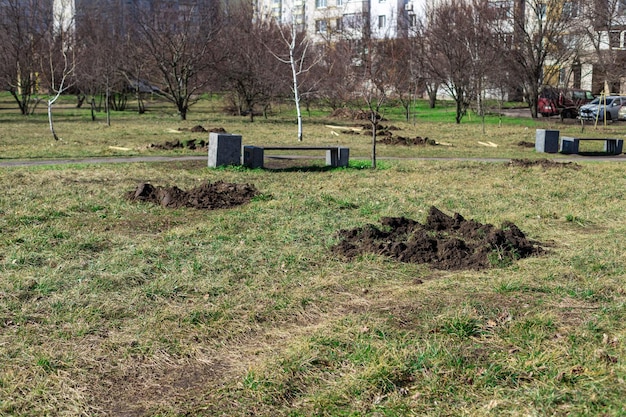 Pflanzlöcher und Erdhaufen auf dem für eine Baumpflanzung vorbereiteten Rasen