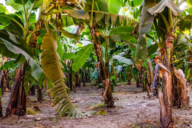 Pflanzung der grünen Bananenstauden im Sommer