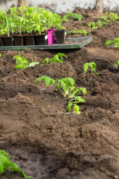 Pflanzung eines Tomatensetzlings Konzept der Landwirtschaft und Pflanzung
